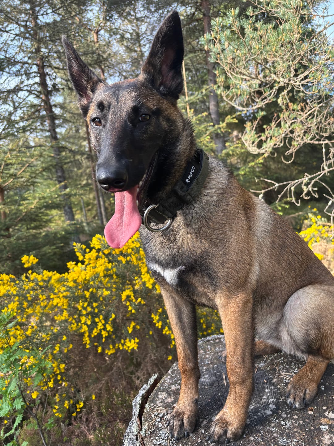 Customer photo review of Performance collar with handle 4CM - Khaki