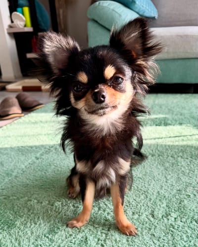 Customer photo review of FunFunPet 高機能ハーネス（お名前タグ作成サービス付き）