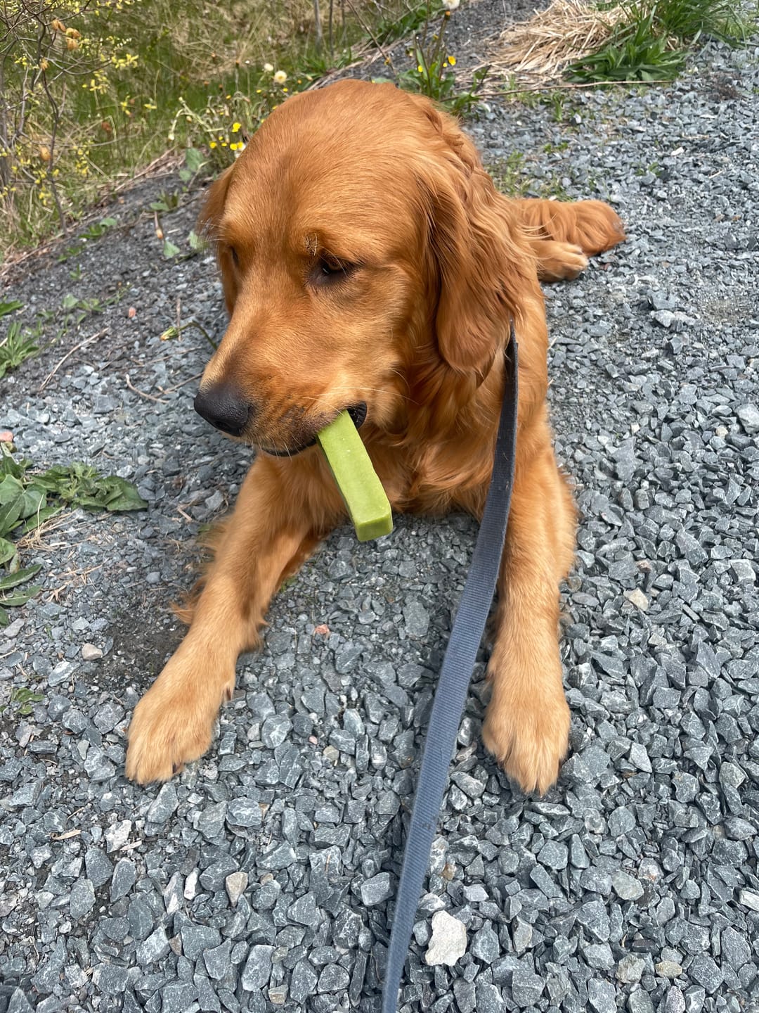 Customer photo review of Mint Himalayan Yak Chew (MEDIUM)