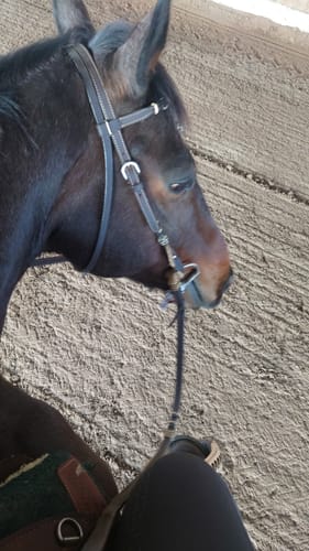 Customer photo review of Strotonin Horse Support