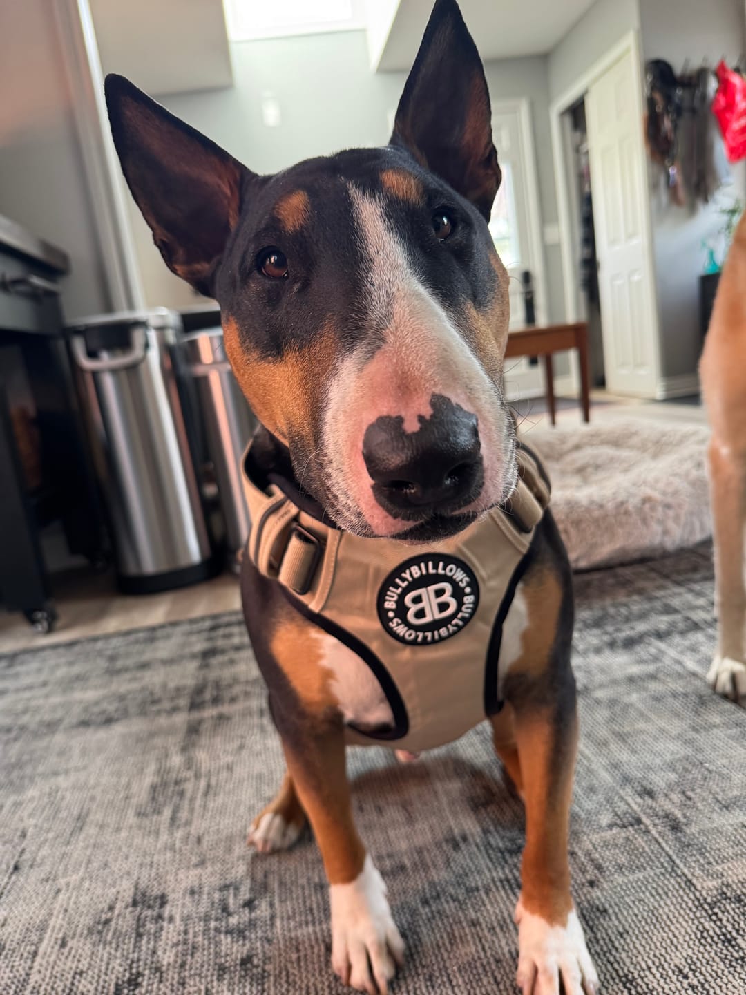 Customer photo review of Comfort Premium Harness | Non Restrictive - Tan