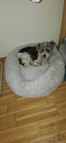 Customer photo review of Puppery Hundebett Wolke 7 - Das Original