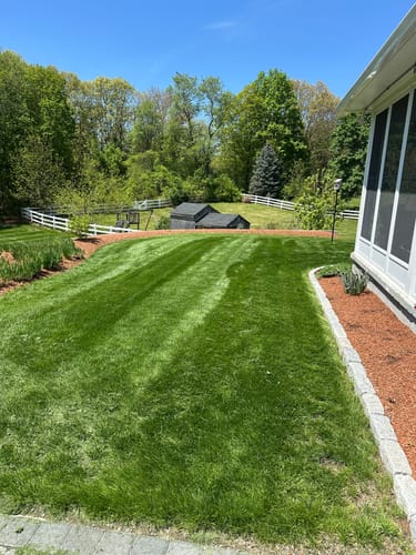 Customer photo review of GCI Turf Cool Blue Grass Seed