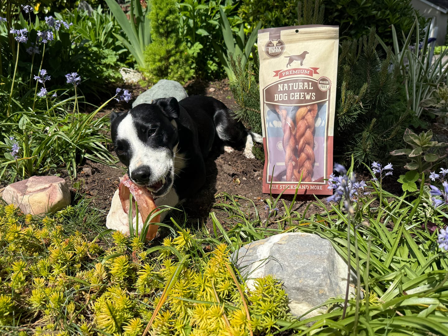Customer photo review of Large Bully Stick Ring