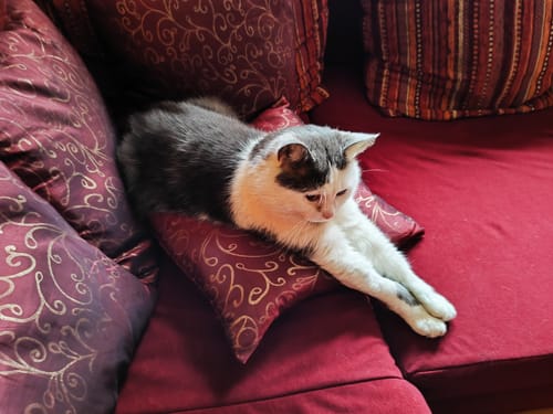 Customer photo review of Naturreines Katzenstreu