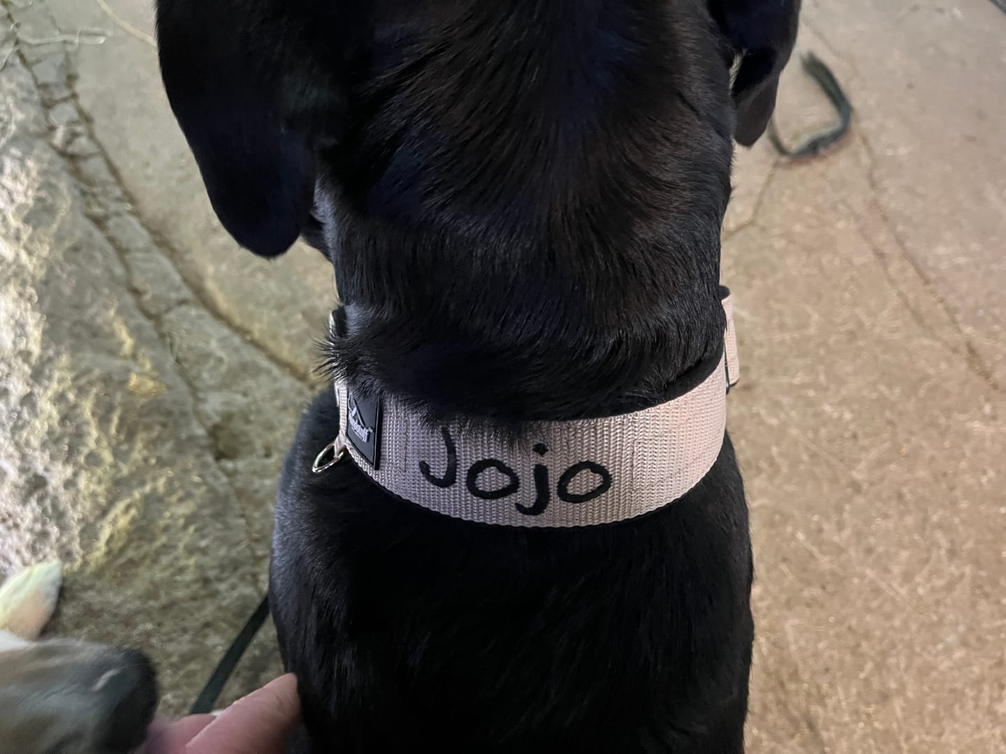 Customer photo review of Martingale halsband med namn
