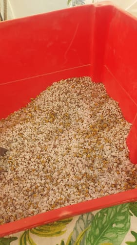 Customer photo review of Lavanda