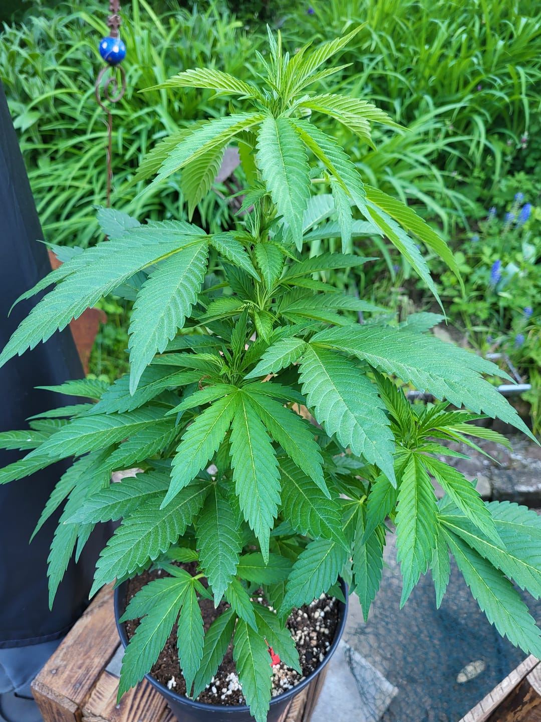 Customer photo review of Hanfstecklinge | Blackberry Moonrock