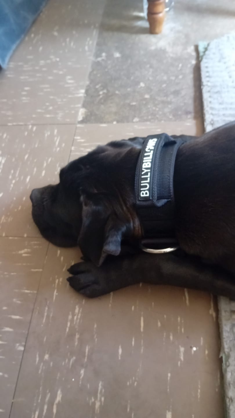 Customer photo review of 5cm Pin Buckle Collar | With Handle - Black