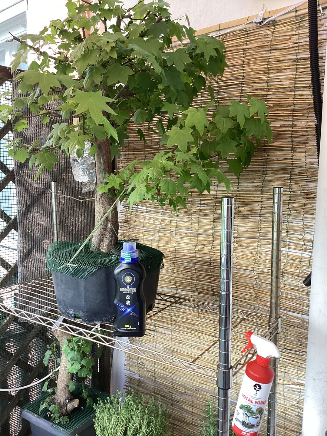 Customer photo review of NANOTEK CB® (DNA BONSAI 2.0)