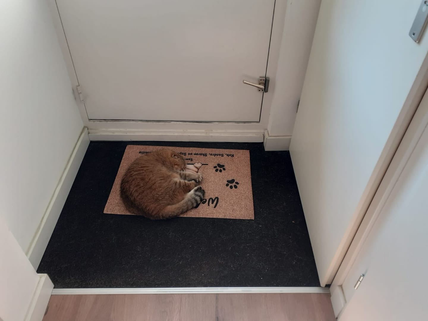 Customer photo review of Welkom bij nieuwsgierige katten - Gepersonaliseerde deurmat