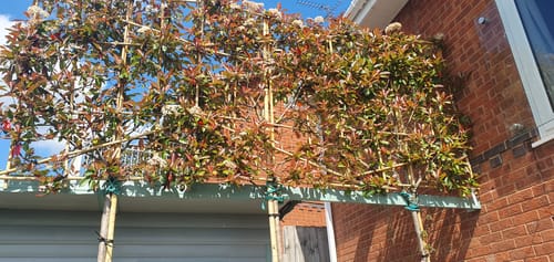 Customer photo review of Extra Mature Red Robin - Pleached (180-200cm clear stem)
