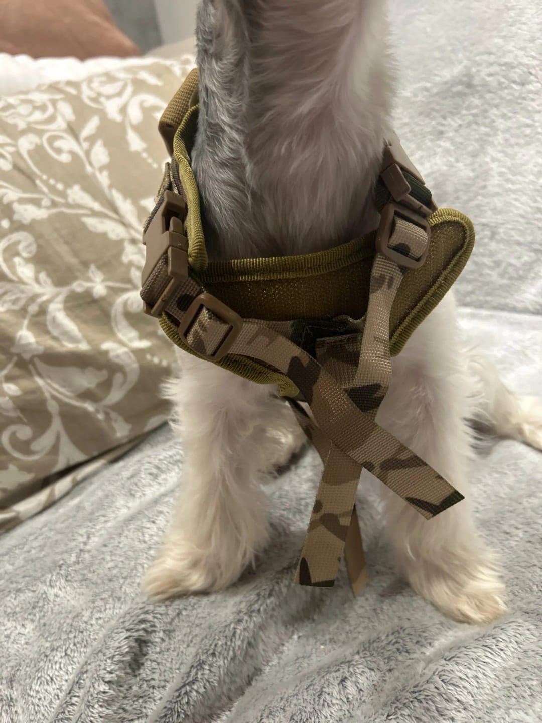 Customer photo review of Tactical Puppy Harness Leash For Small Dogs Cats Adjustable Kitten Vest For Military Service Dog Working Training Walking