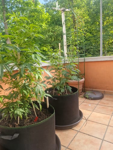 Customer photo review of Hanfstecklinge | Blackberry Moonrock