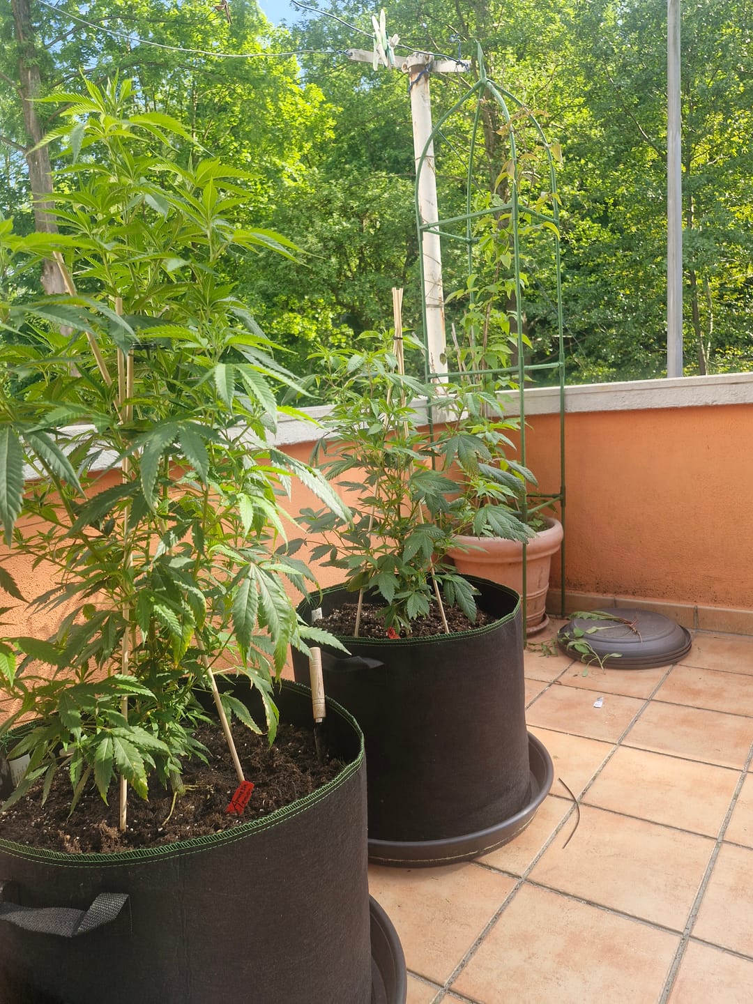 Customer photo review of Hanfstecklinge | Blackberry Moonrock