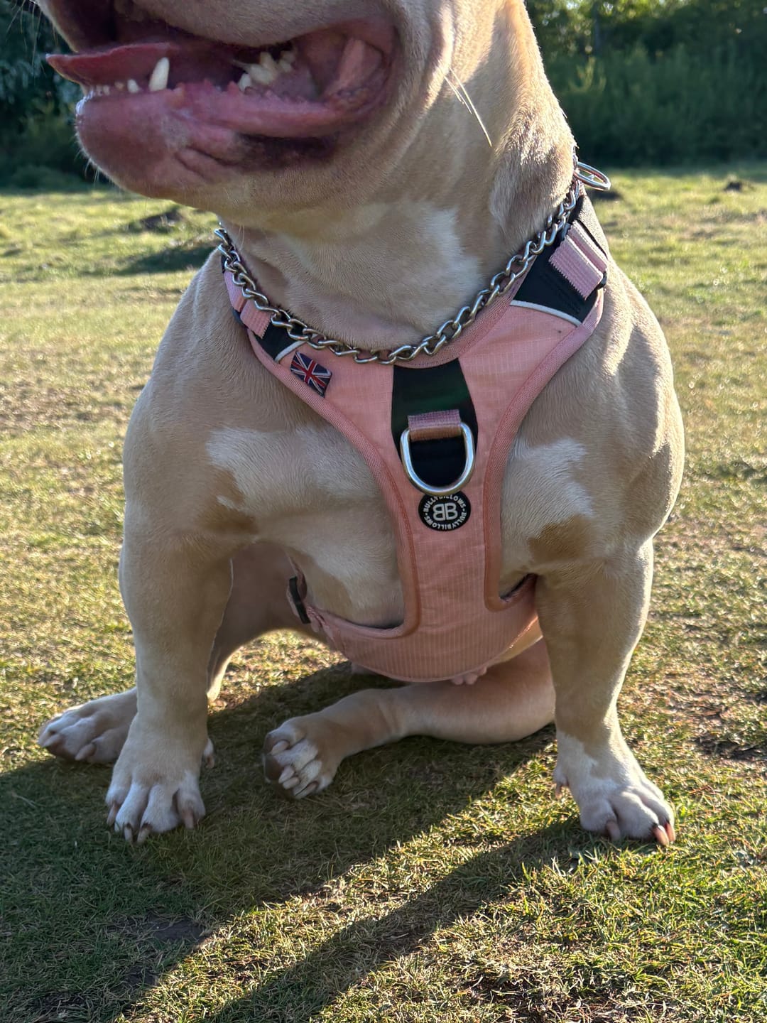 Customer photo review of Anti Pull Hurricane Harness - With Handle - Pink