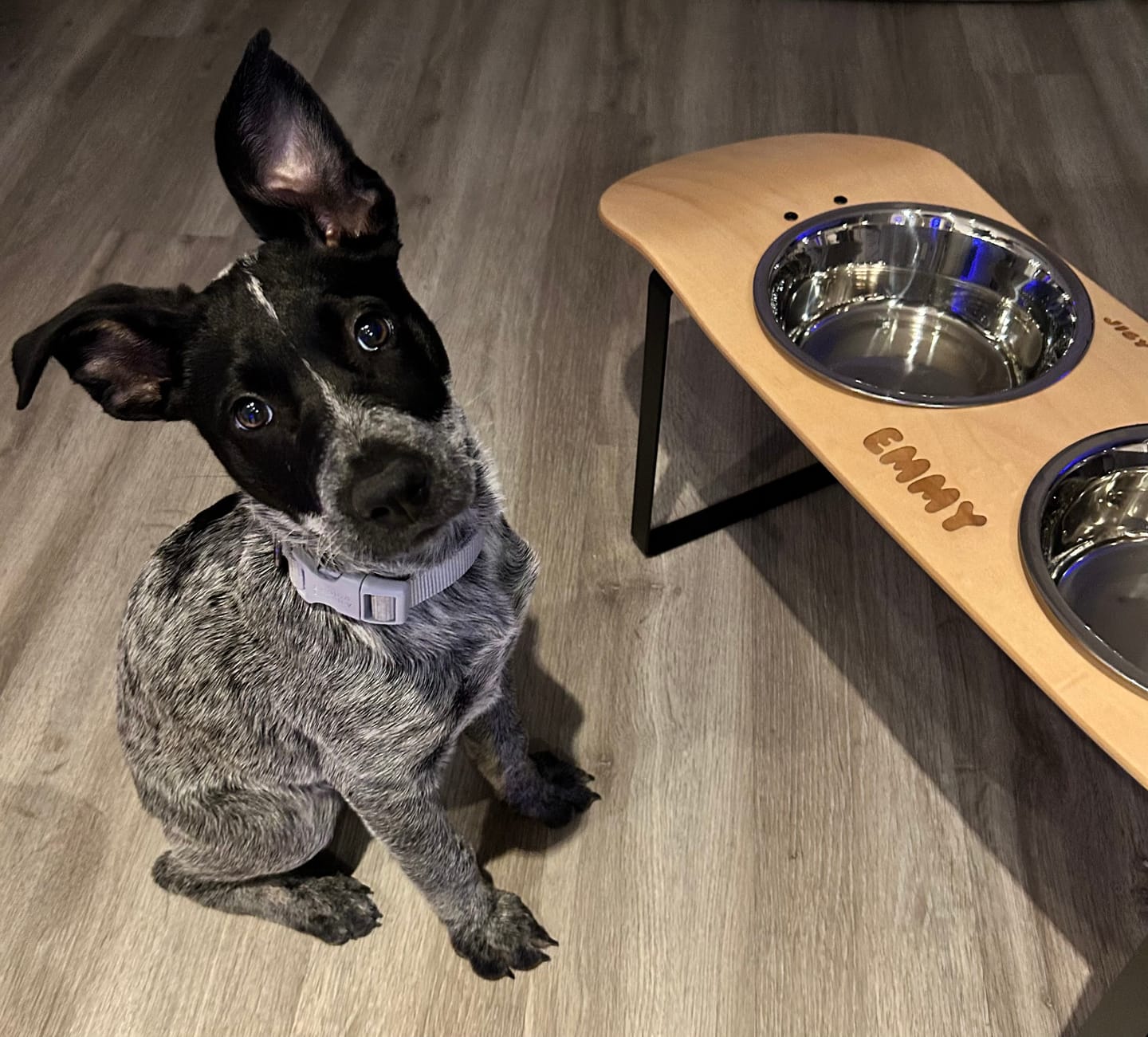 Customer photo review of Pure Maple Skateboard Dog Bowl
