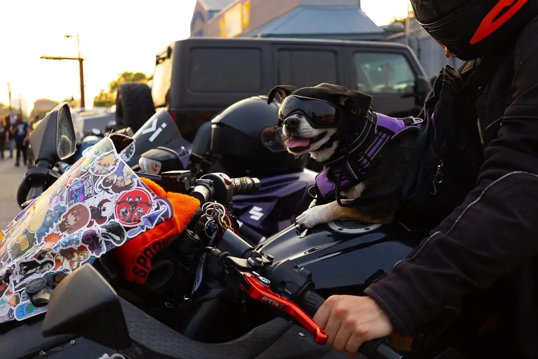 Customer photo review of Dog Outdoor UV Protection Sunglasses Goggles