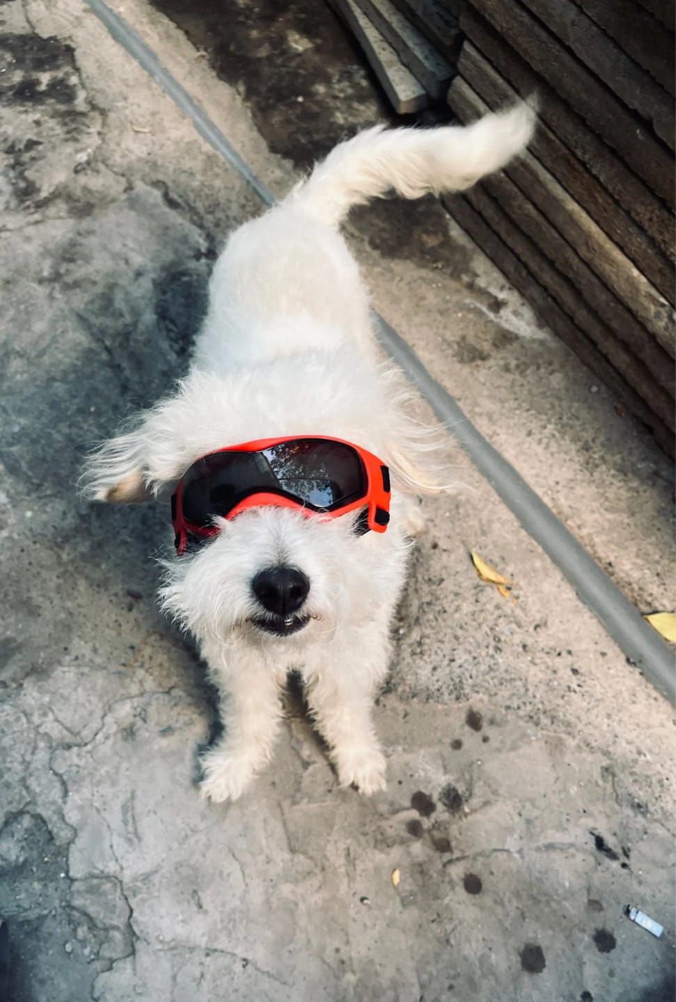 Customer photo review of Dog Outdoor UV Protection Sunglasses Goggles