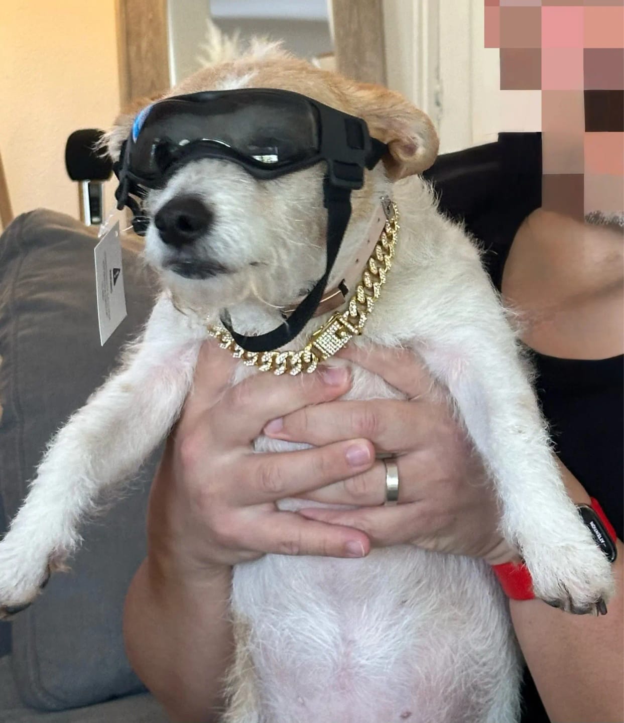 Customer photo review of Dog Outdoor UV Protection Sunglasses Goggles