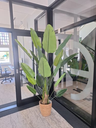 Customer photo review of Strelitzia Kunstplant 210cm