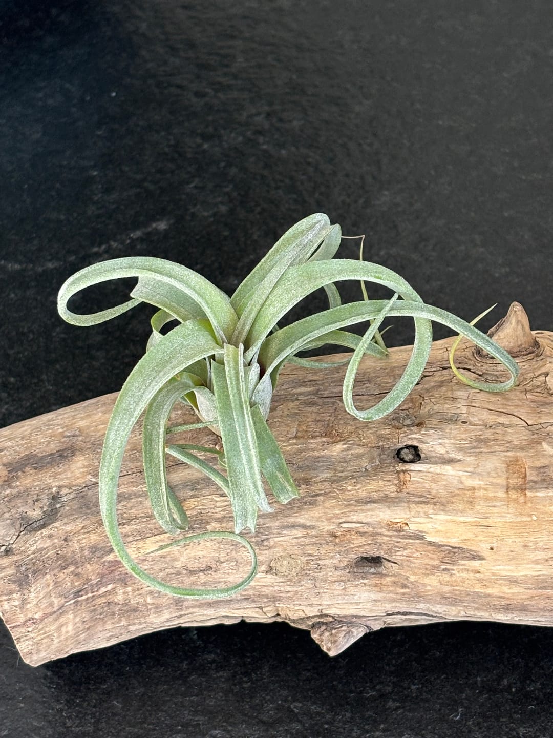 Customer photo review of Tillandsia "Curly Slim" - intermedia x streptohphylla