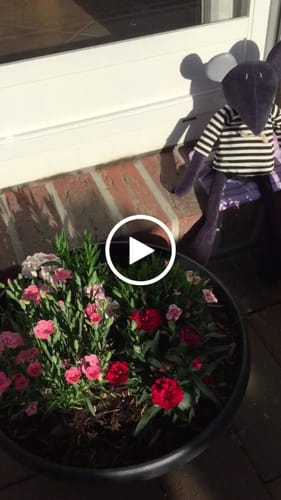 Customer video review of HECTOR, LE RAT - PETIT