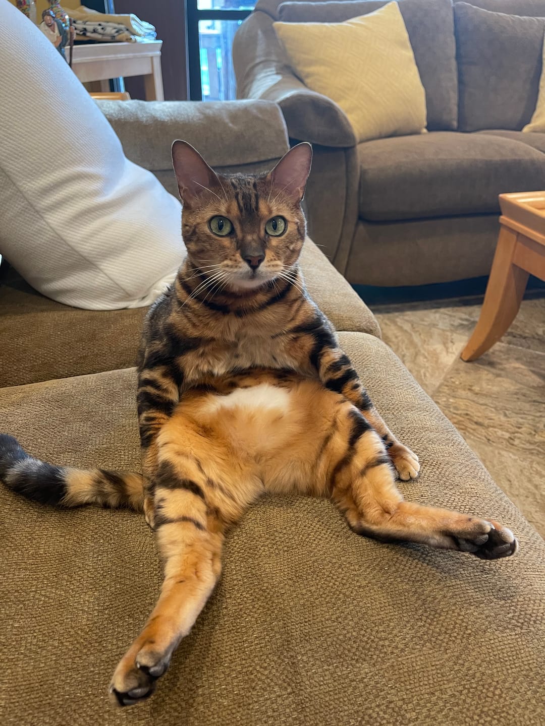 Customer photo review of ELS PET Mixed Cat Litter