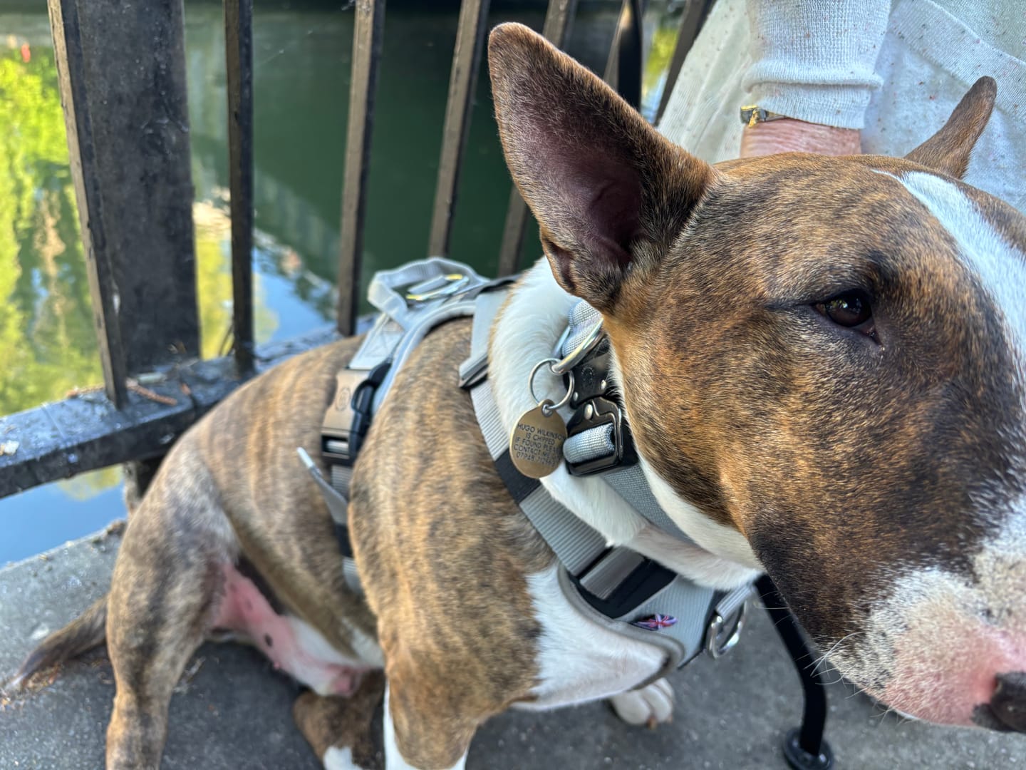 Customer photo review of 4cm Combat® Collar | Rated Clip - NO HANDLE - Metal Grey