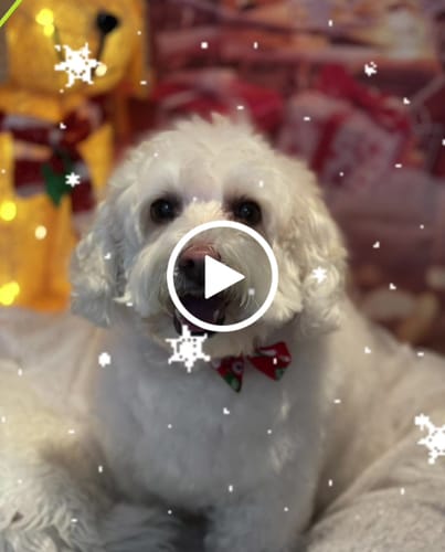 Customer video review of Lachsöl