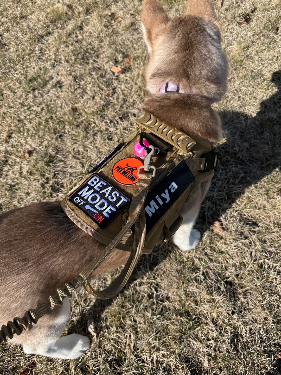 Customer photo review of Tactical No Pull Dog Harness v2