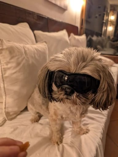 Customer photo review of Dog Outdoor UV Protection Sunglasses Goggles