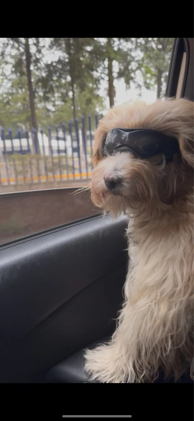 Customer photo review of Dog Outdoor UV Protection Sunglasses Goggles