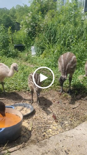 Customer video review of THC Seltzer Giveaway - Ruby Grapefruit