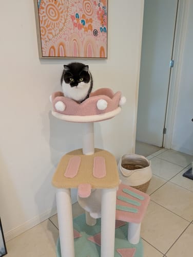Customer photo review of Ice Cream -Styled Cat Tree with Jumping Platforms & Top Bed