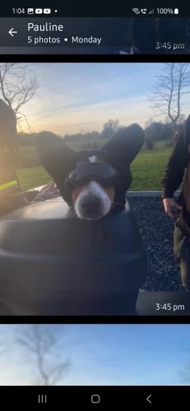 Customer photo review of Dog Outdoor UV Protection Sunglasses Goggles