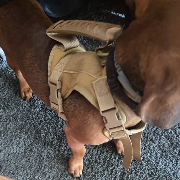 Customer photo review of Tactical Puppy Harness Leash For Small Dogs Cats Adjustable Kitten Vest For Military Service Dog Working Training Walking