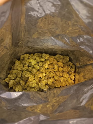 Customer photo review of Purple Punch THCA Flower