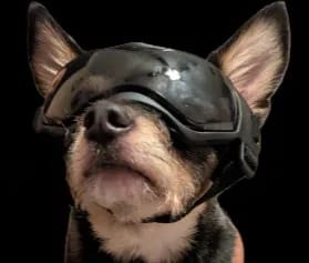 Customer photo review of Dog Outdoor UV Protection Sunglasses Goggles