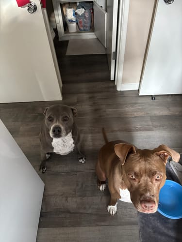 Customer photo review of Organic Coconut CBD Oil : 4 oz - 1,400mg : Anxiety & Calming Relief Blend