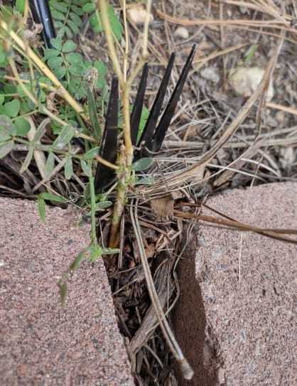 Customer photo review of GardenMate™ - Uprooting Tool