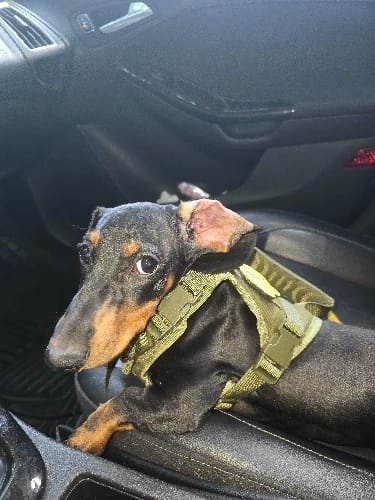 Customer photo review of Tactical Puppy Harness Leash For Small Dogs Cats Adjustable Kitten Vest For Military Service Dog Working Training Walking