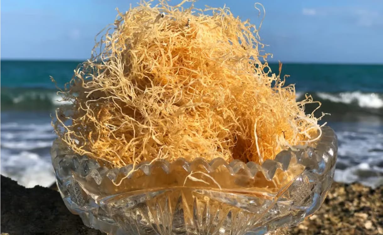 Customer photo review of Ultimate Seamoss Capsules With Bladderwrack & Burdock Root