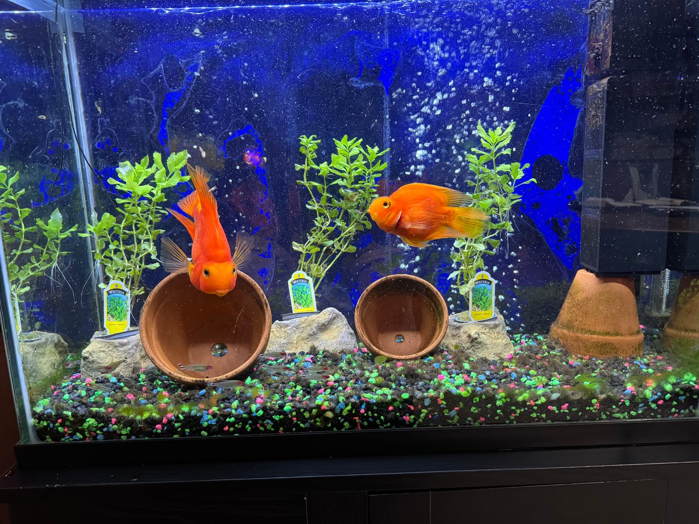 Customer photo review of Water Wisteria (Hygrophila difformis)