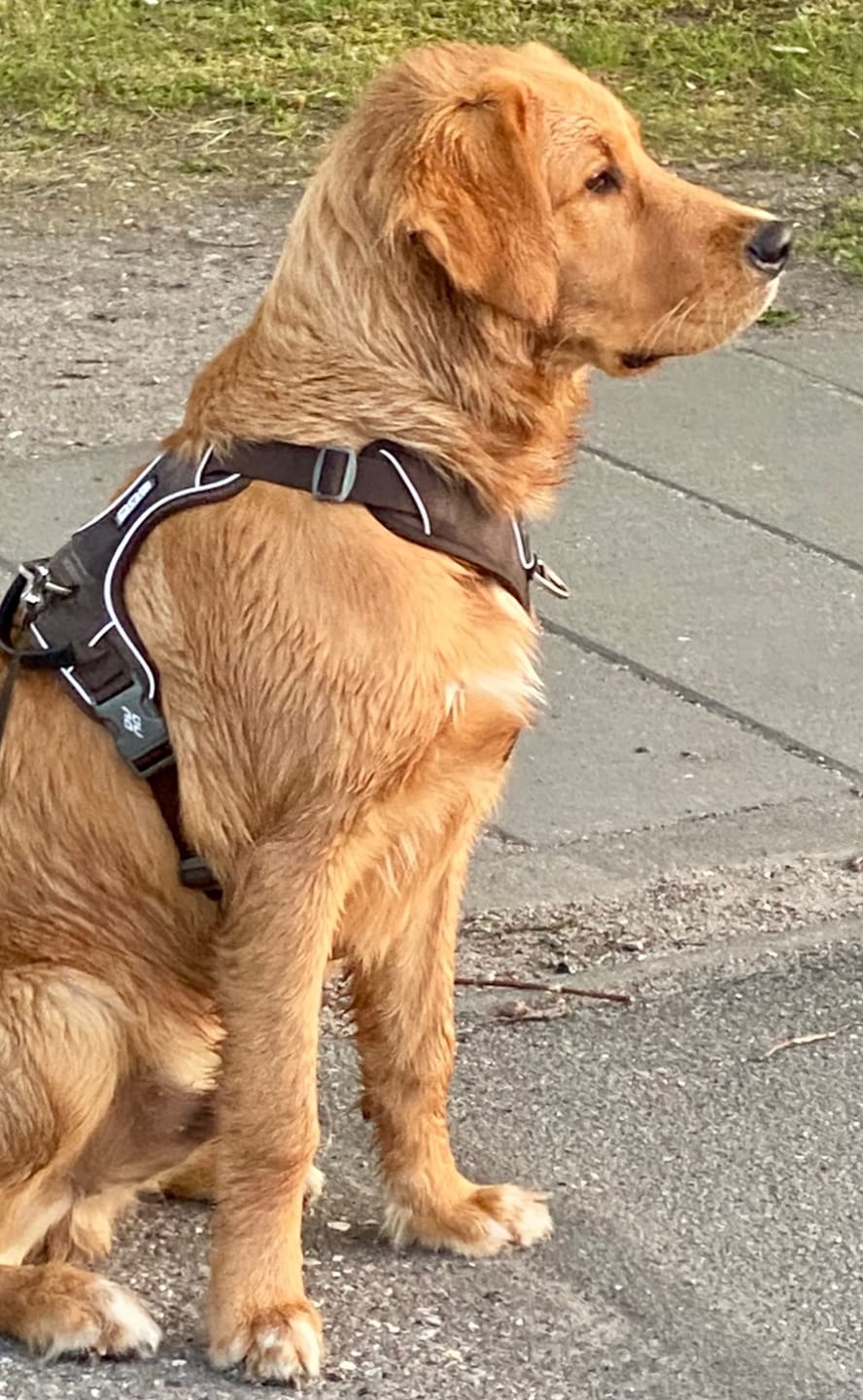 Customer photo review of Dog Copenhagen Comfort Walk Pro™ hundesele Mocca