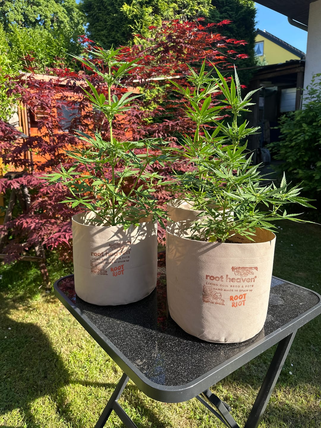 Customer photo review of Root Heaven Stoff Topf
