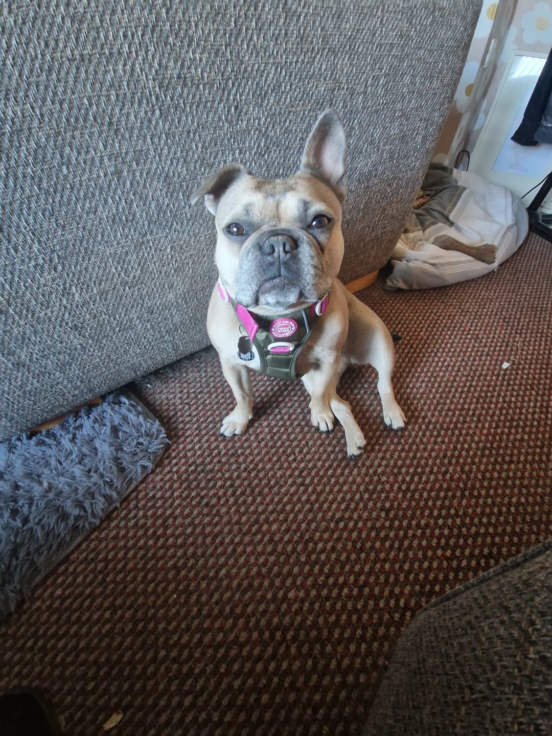 Customer photo review of Trail & Glow® Adjustable Collar - COLOUR DROPS® - Olive it Hot