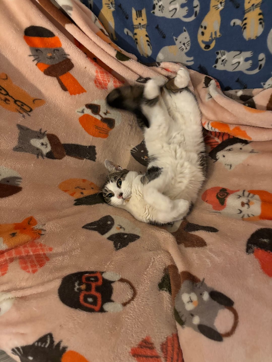 Customer photo review of Cat Allergy Relief & Immune Support Remedy
