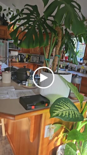 Customer video review of Plant Food