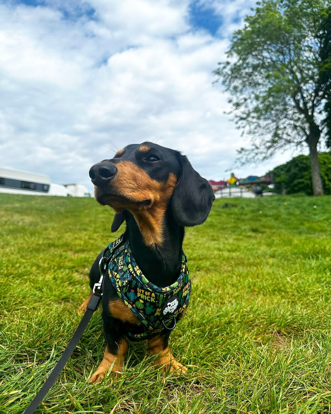 Customer photo review of Bit of a prick harness